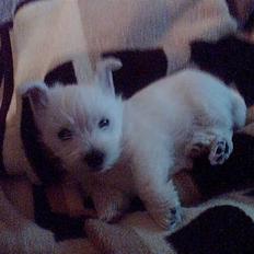 West highland white terrier Bimse <3