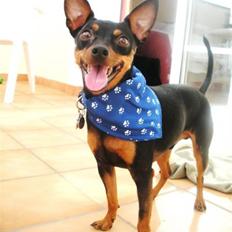 Dvaergpinscher King  † R.I.P