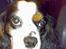 Cavalier king charles spaniel Willie
