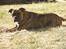 Amerikansk bulldog Baloo, 28/3  - Smukke hund!!!!! NYT 9/6 08