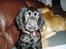 Cocker spaniel Lady - Ik cute??
