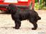 Cocker spaniel Lady - Hvor er i henne!!