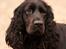 Cocker spaniel Lady