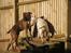 Amerikansk bulldog Baloo, 28/3  - Hvem os??? Vi må da gerne kravle heroppe.. Ikk????