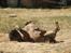 Amerikansk bulldog Baloo, 28/3  - TOSSE FLIP!!!! NYT 9/6 08