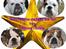 Engelsk bulldog Hertha. R.I.P 26-06-2012 - julehilsen fra hertha betty arne og Åse 2006