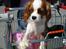 Cavalier king charles spaniel Molly - Molly i tyskland (: Passer på Sara´s slik <3