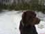 Labrador retriever Mads *død* - mads i sneén