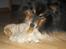 Shetland sheepdog Frida *død* - Grrr . JEG HAR DEN!