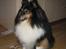 Shetland sheepdog Frida *død* - Mhmm .? skal det nu os bare ha´ lov at være der ?
