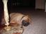 Shar pei $ SHAKER $ - ZzZzZzZzZzZzZzZzZzZzZzZzZzZzZzZzZ
