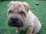 Shar pei $ SHAKER $ - hvad er det lige du har der "noget jeg kan tygge i"