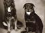 Schæferhund Balto R.I.P 23/6 2009 - se hvor søde vi kan være