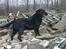 Labrador retriever Silas * R.I.P. * - Er han ikk´ Dejlig ? <3