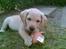 Labrador retriever trille - på billede er jeg 9 uger 