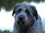Blanding af racer Oskar *R.I.P.*