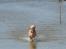 Golden retriever Sascha - Jubiiiii vand