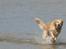Golden retriever Sascha - Ups! der er sidevind...