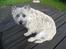 Cairn terrier Malou aka Sheriffen 