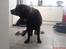 Labrador retriever Jaques *død* - Jaques holder juleaften.. :)