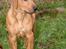 Rhodesian ridgeback ozzy