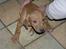 Rhodesian ridgeback ozzy - ozzy 7 uger, det var dengang vi valgte ham!