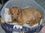 Rhodesian ridgeback ozzy - ozzy 8 uger.. 