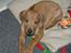 Rhodesian ridgeback ozzy