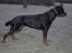 Rottweiler Arzadon jou-jou - Joujou en råkold decemberdag, da hun stadig var ung ;o)
