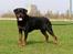 Rottweiler Arzadon jou-jou - ståååå 