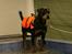 Rottweiler Fattiggården's Carla *død* - Her er vi lige ved at springe i vandet 