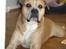 Blanding af racer dingo *lever ikke mere* - jep... that´s me.... velcome.....please take a loke around....!