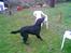 Labrador retriever santos - nu hopper jeg