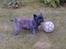Cairn terrier Tilde RIP - Kom nu! Leg med mig!