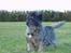 Cairn terrier Tilde RIP