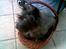 Cairn terrier Tilde RIP - Tilde sidder og hygger i sin kurv i haven