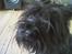 Cairn terrier Tilde RIP - Hva nu?