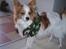 Papillon Jojo - Min lille soldat *G*