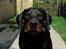 Dobermann Draco(GenningsGraeme) RIP - nyt