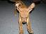 Rhodesian ridgeback ozzy - sådan ser jeg ud når jeg løber imod kameraet, for at få mit legetøj!