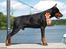 Dobermann Nord Nimrod Od Telepa (R.I.P.)