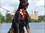 Dobermann Nord Nimrod Od Telepa (R.I.P.)