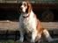 Welsh springer spaniel <3molly<3