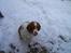 Welsh springer spaniel <3molly<3
