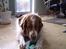Welsh springer spaniel <3molly<3