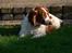 Welsh springer spaniel <3molly<3
