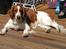 Welsh springer spaniel <3molly<3