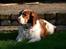 Welsh springer spaniel <3molly<3