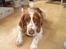 Welsh springer spaniel <3molly<3