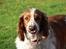 Welsh springer spaniel <3molly<3
